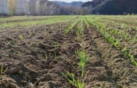 黑小麦种子种植在东北种植效果好吗