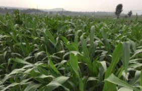 墨西哥玉米作为牧草使用能收割几次