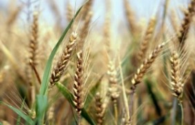 黑小麦种子种植适合的温度是多少？零
