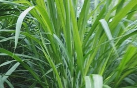 皇竹草种子种植适合的温度是多少？零