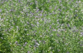 紫花苜蓿种子种植时种子需要催芽吗