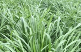 种植5亩地一年生黑麦草可以养10头