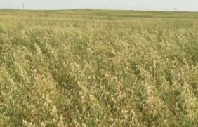 养殖10000只兔子种植燕麦需要多少