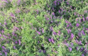 种植1亩地光叶紫花苕可以养几头牛？
