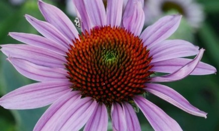 紫色向日葵种子价格_图片_播种方法