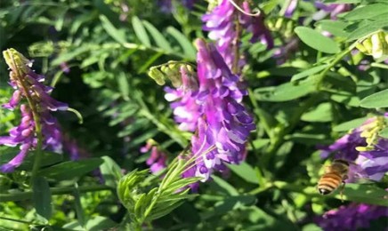 光叶紫花苕种子价格_图片_播种方法