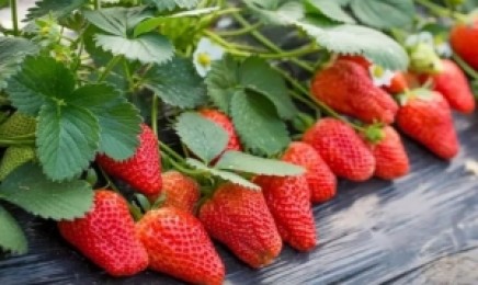 草莓种子价格_图片_播种方法
