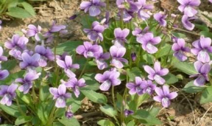 紫花地丁的种子价格_图片_播种方法