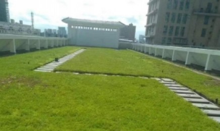 河南省屋顶绿化种植佛甲草能用几年，效果怎么样？