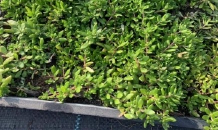 山西省屋顶绿化需要浇水吗，适合种植在什么地方？