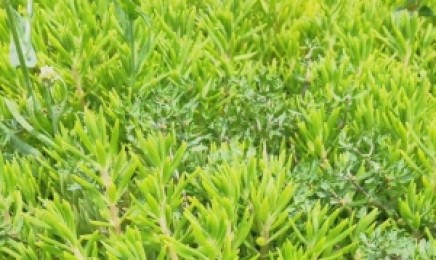 浙江省屋顶绿化种植金叶佛甲草有效果吗，种植后几天可以发芽？