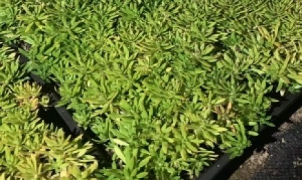 湖北省种植青叶佛甲草屋顶绿化可以吗，多少钱一平米？