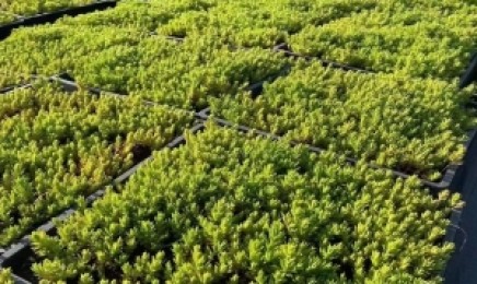四川省屋顶绿化种植佛甲草多少钱，佛甲草植物有毒吗？
