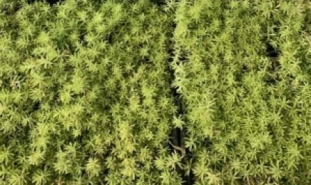 广东省屋顶绿化可以种植佛甲草吗，效果怎么样？