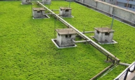 贵州省种植佛甲草后可以浇水吗，青叶佛甲草是多年生植物吗？