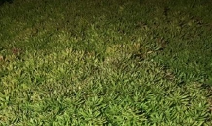 安徽省屋顶绿化种植佛甲草多少钱，佛甲草的原产地是哪？