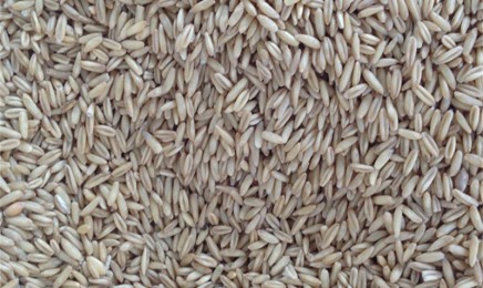 燕麦种子多少钱一斤