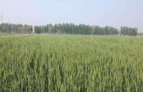 黑小麦种植