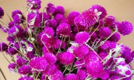 千日紫种子价格_图片_播种方法