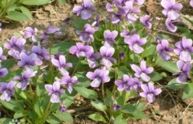 紫花地丁种子