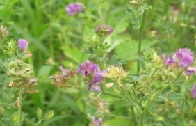 紫花苜蓿种植怎么预防病虫害