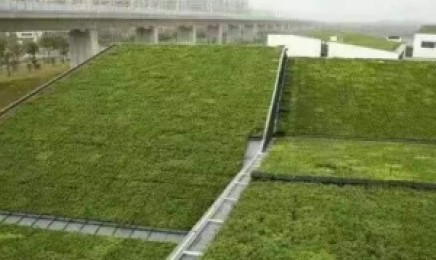 屋顶绿化种植佛甲草可以吗，种植后有什么要求吗