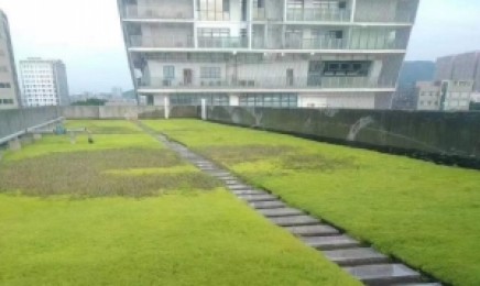 海南省屋顶绿化种植佛甲草能用多长时间，佛甲草的原产地是哪？
