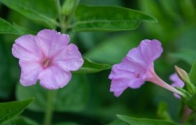 紫茉莉什么时候种植，需要防治病虫害