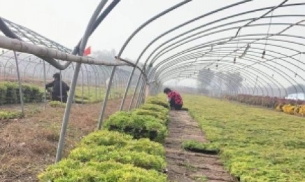 贵州省屋顶绿化种植佛甲草多少钱，佛甲草的原产地是哪？