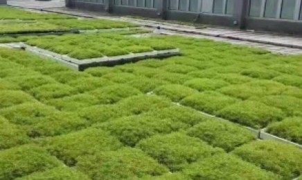 吉林省佛甲草做屋顶绿化合不合适，是多年生植物吗？