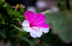 紫茉莉种植后多久可以开花，种植的时