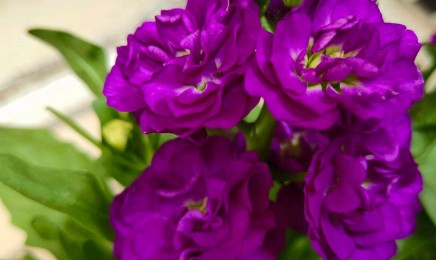 紫罗兰种子价格_图片_播种方法