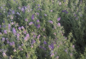 紫花苜蓿包衣种子