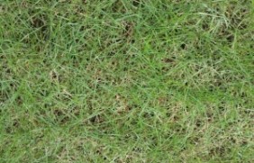 百慕大草坪草坪一亩地需要多少种子