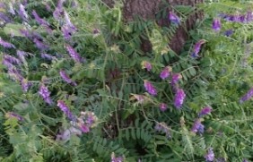 光叶紫花苕种子繁殖的方式是什么？种