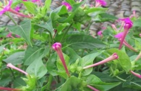 紫茉莉种植适合的地点有哪些