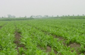 苦荬菜种子可以在陕西地区种植吗？陕