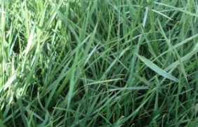 一年生黑麦草种子可以在水田种植吗
