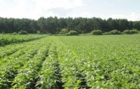 黑豆种子可以在陕西地区种植吗？陕西