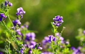 紫花苜蓿种子种植适合的温度是多少