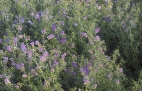 紫花苜蓿喂牛种植效果好吗？需要粉碎