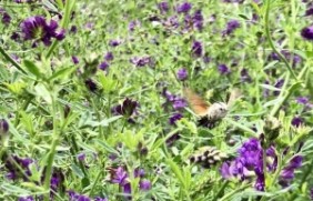 紫花苜蓿种子可以在水田种植吗？水田
