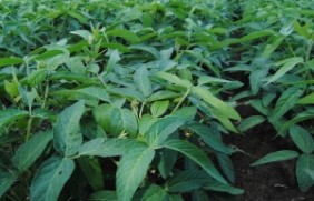 黑豆种子种植在东北种植效果好吗？6
