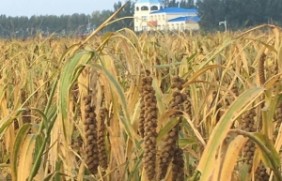 小米种子种植在东北种植效果好吗？6