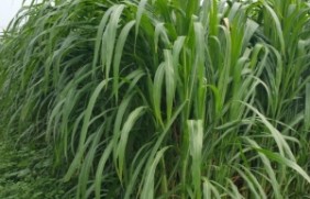 皇竹草作为牧草使用能收割几次？作为