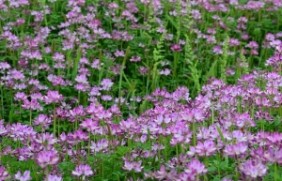 紫云英种子可以在陕西地区种植吗？陕
