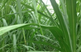 种植一亩地皇竹草一年可以收割几次