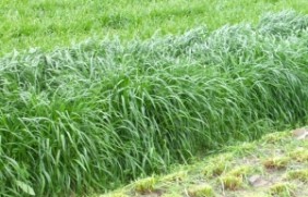 一年生黑麦草种子种植在东北种植效