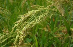 种植一亩地小米仁一年可以收割几次