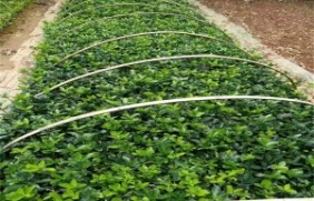 大叶黄杨种植技术与方法